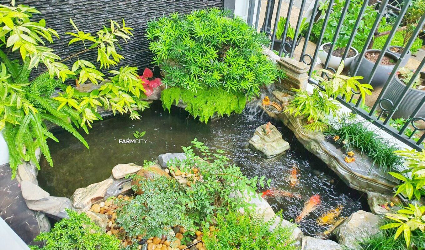 Hồ cá Koi sân vườn nhỏ (1,5m2) - Vinhomes Greenbay