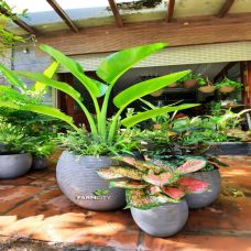Set chậu Xi măng siêu nhẹ 