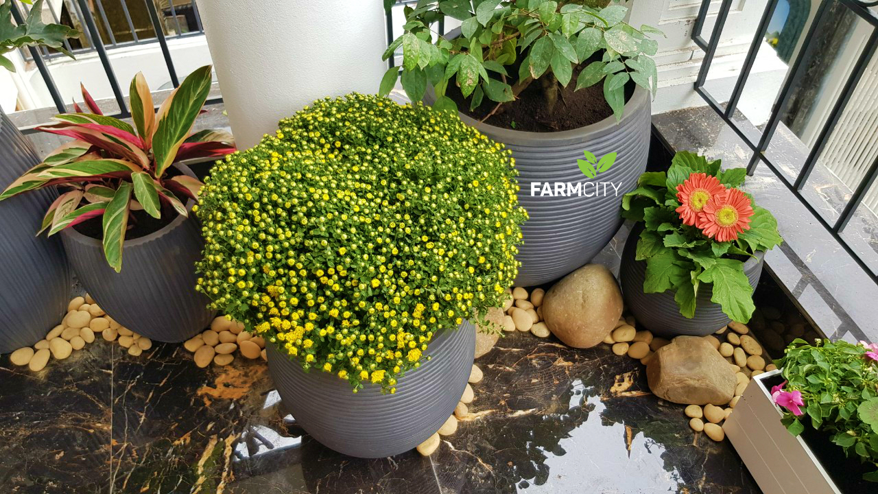 trang-tri-san-vuon-duong-noi