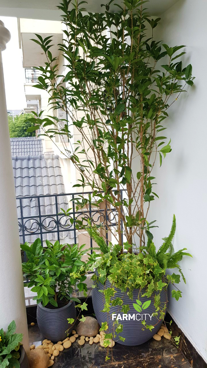 trang-tri-ban-cong-duong-noi