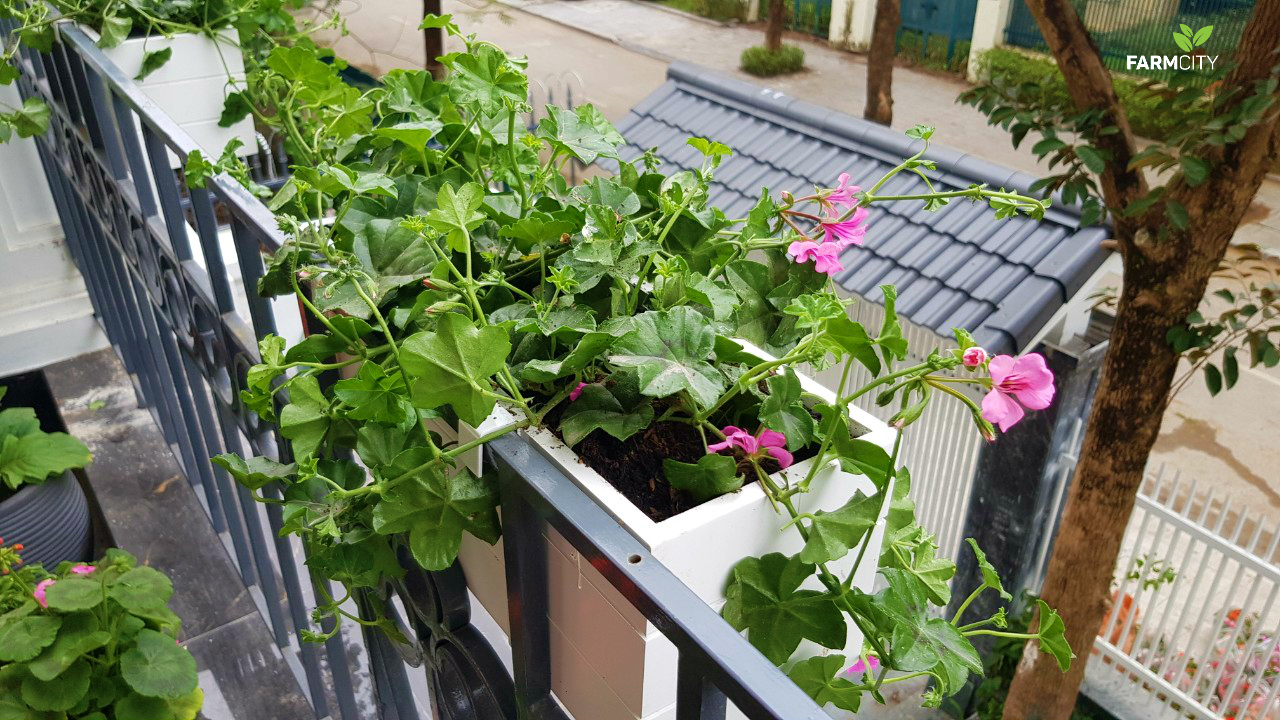 trang-tri-ban-cong-duong-noi