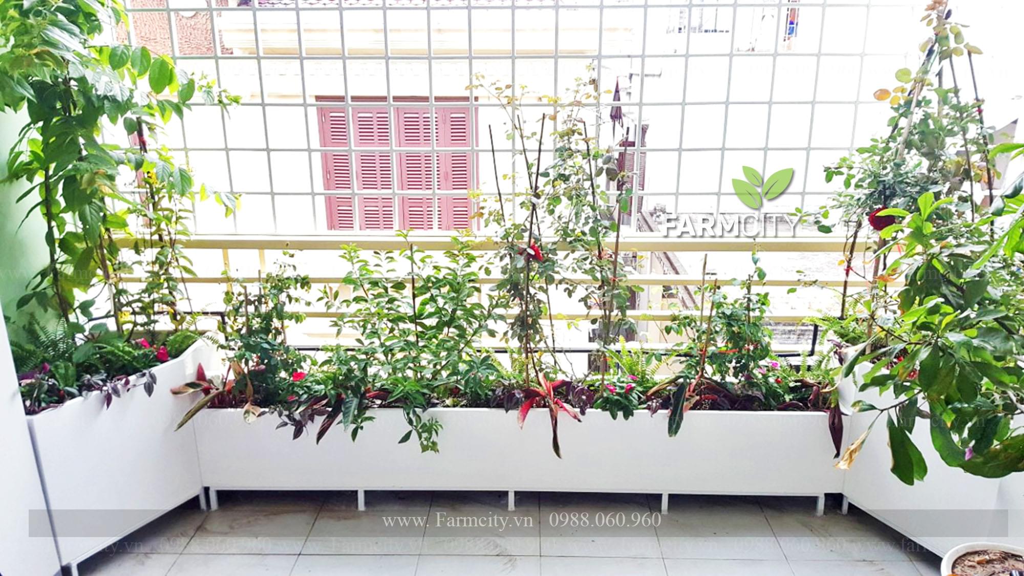 Chậu composite gỗ nhựa